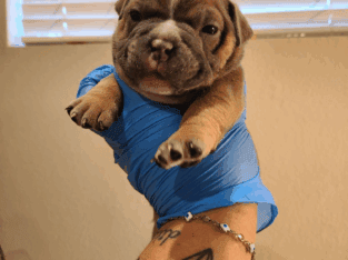 American (micro) bullies