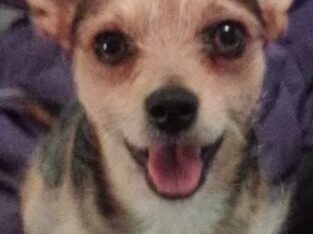 Free dog