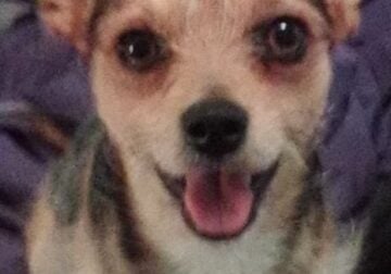 Free dog
