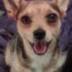 Free dog