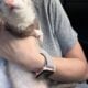 Two ferrets, male and female