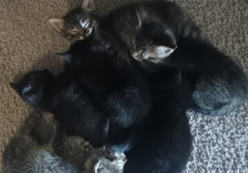 Kittens