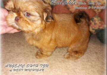 Shih Tzu Pup, Male Parents AKC & DNA Helth tested