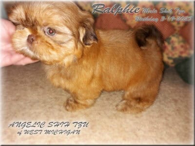 Shih Tzu Pup, Male Parents AKC & DNA Helth tested