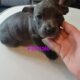 Bully puppies