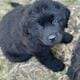 Newfoundland/Great Pyrenees Puppies