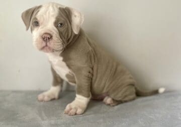 Platinum 8 weeks old