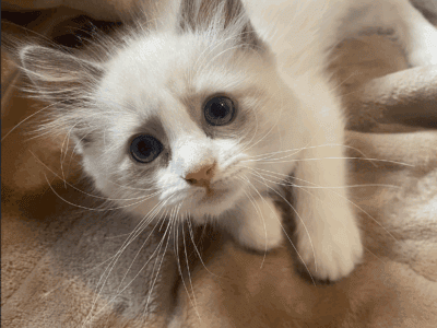 Mason – Blue Point Ragdoll Kitten