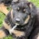 Hi I’m Nokie a 10.5 week Shepherd pup from Butler