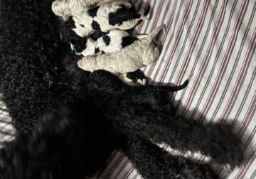 F1bb goldendoodles