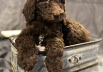 Standard Goldendoodle Puppies