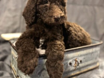 Standard Goldendoodle Puppies