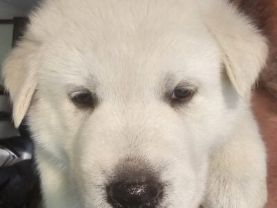 GSD/Husky Puppies