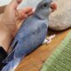 Cobalt Violet Ringneck