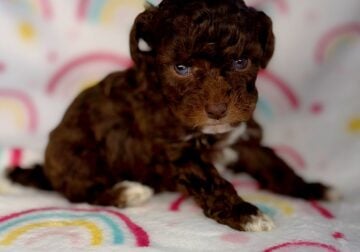 Toy poodle
