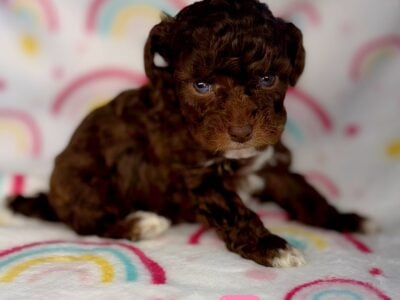 Toy poodle