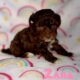 Toy poodle