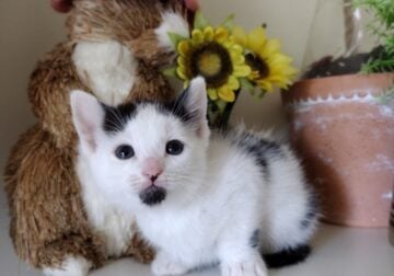 Sweetest kittens