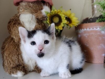 Sweetest kittens