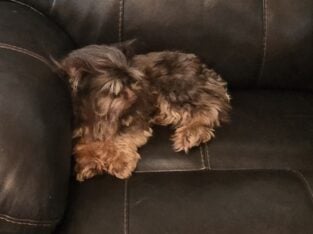 Adult Yorkie