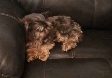 Adult Yorkie