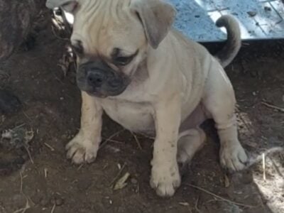 French bulldog mix