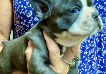 Frenchton Puppy High Quality, Blue, Tri, Structure