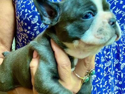 Frenchton Puppy High Quality, Blue, Tri, Structure