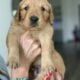 AKC registered Golden Retrievers