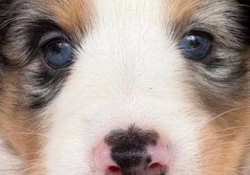 Shelties- girls