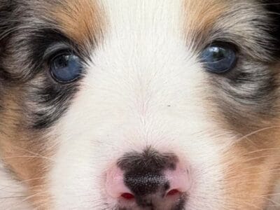 Shelties- girls