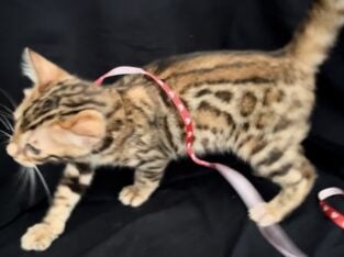 Male Bengal Kitten – Light Gold Eyes – Sogno