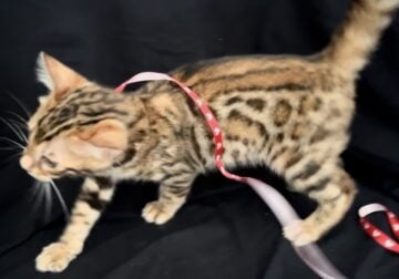 Male Bengal Kitten – Light Gold Eyes – Sogno