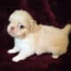 7 week pekingese