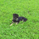 Amarillo – German Shepherd Dog puppy