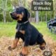 Doberman Puppies black and rust
