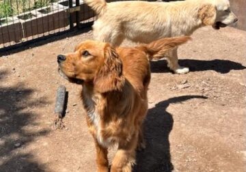 Sam, Cavalier, Golden Irish mix