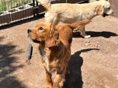 Sam, Cavalier, Golden Irish mix