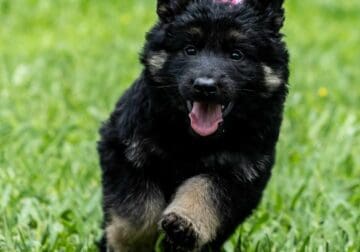 Black & Red Long Coat German Shepherd Puppy