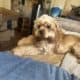18 month old American Cocker Spaniel for sell