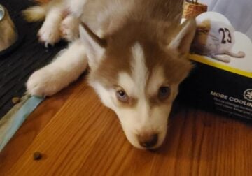 Siberian Husky 7 weeks old