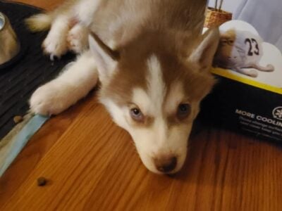 Siberian Husky 7 weeks old