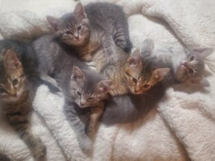 Free kittens!!!