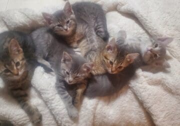 Precious Kittens for sale