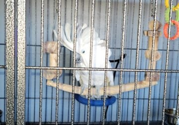 Sugar and her cage needs a home