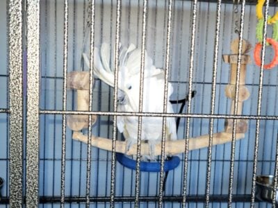 Sugar and her cage needs a home