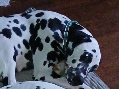 Jax the Dalmatian