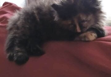 Kitten