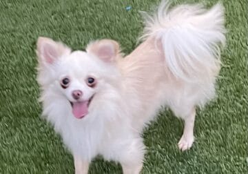 Free Chihuahua/Pom