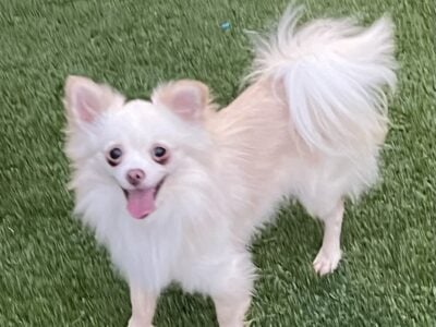Free Chihuahua/Pom